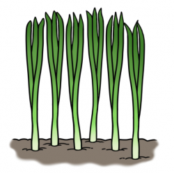 illustration of onions growing above the ground