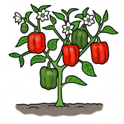 Dibujo de una planta de pimientos dulces con pimientos rojos y verdes