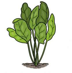 Drawing of green spinach plants growing in the ground