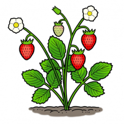 Drawing of strawberry plant with berries and blossoms