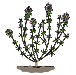 Drawing of thyme plant with small green leaves and pink flowers growing in the ground