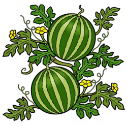Drawing of watermelon plant sprouting yellow flowers and watermelons