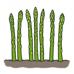 Drawing of green asparagus stalks growing from the ground