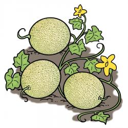 Dibujo de una planta de melón en crecimiento con melones, hojas verdes y flores amarillas