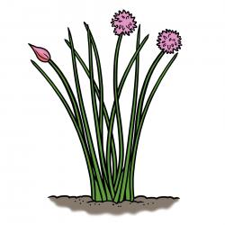 Drawing of chive plants with green leaves and pink blossoms growing in the ground