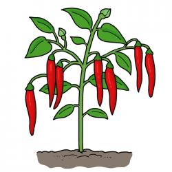 Drawing of pepper plant with green leaves and long red peppers growing in the ground