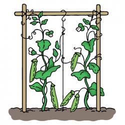 Drawing of snap pea plant with pea pods and white flowers growing on a trellis