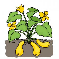 Drawing of summer squash plant with squash and blossoms