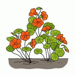 Nasturtium: Alaska Mixed Colors