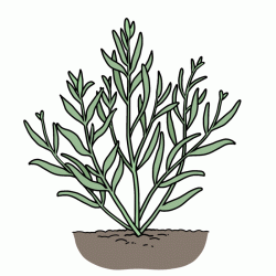 Drawing of tarragon plant with long green leaves growing in the ground