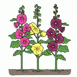 Hollyhock