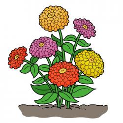 Zinnia: Giant Double Scarlet Flame illistration
