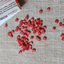 Easy to sow coated bell pepper seeds