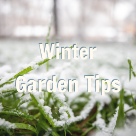 Blog Promo Winter Garden Tips 