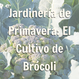 Promoción de blog con texto de jardinería de primavera: el cultivo de brócoli