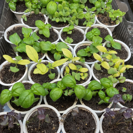 many types of basil seedlings in cups