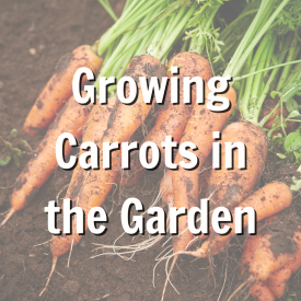 Promo for october garden blog on carrots 
