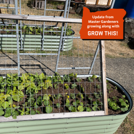 frame with wiring protecting a raised garden bed with seedlings in soil