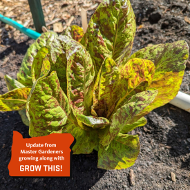 small green with red splotches lettuce plant in soil