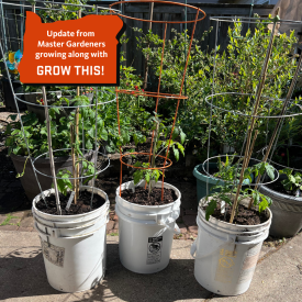 tomato plants growing in white buckets, three, with metal support systems