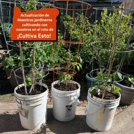 tomato plants growing in white buckets, three, with metal support systems