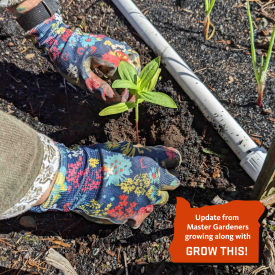 two hands with gardening gloves on planting a small green zinnia plant start in garden bed soil
