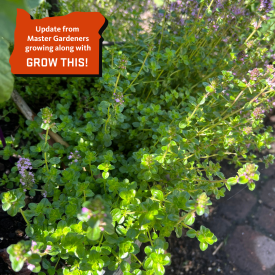 Herb Harvesting in the garden in Oregon 