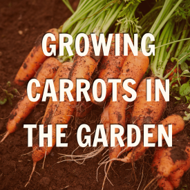 Promo for october garden blog on carrots 