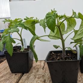 three tomato seedlings in pots on wood surface