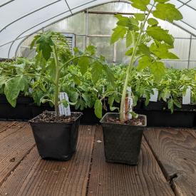 healthy tomato plants in greenhouse