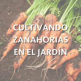 Promoción para el blog de jardinería de octubre sobre zanahorias.