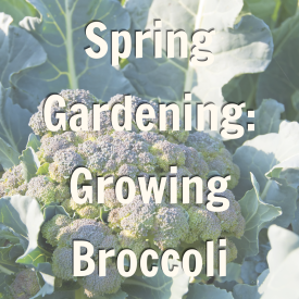 Spring Gardening: Growing Broccoli Blog Promo 