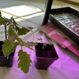 unwatered wilted tomato seedling in pot under growlight