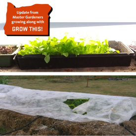 Tips-growing-lettuce