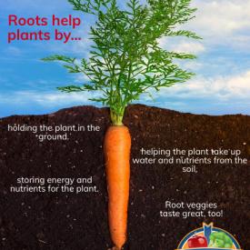 How roots help plants