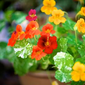 Nasturtiums in a container 