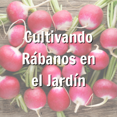 Promoción para el cultivo de rábanos blog de jardín