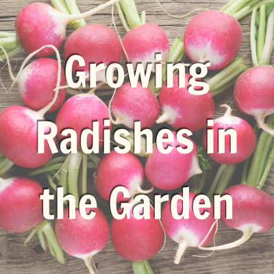 Promo for Growing Radishes Garden Blog