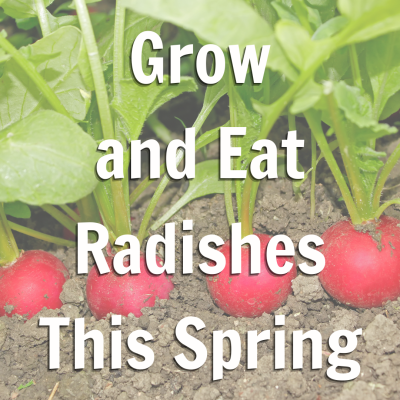 radishes growing in soil