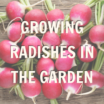 Promo for Growing Radishes Garden Blog