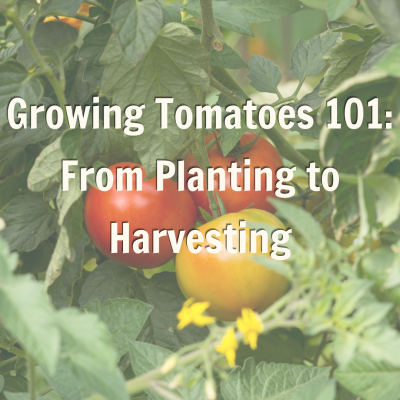 Growing Tomatoes 101: From Planting to Harvesting Blog Promo 