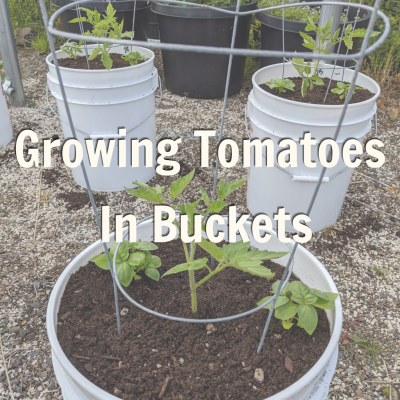 Growing Tomatoes in Buckets Blog Promo 