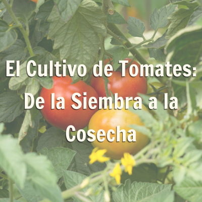 promoción de blog sobre el cultivo de tomates