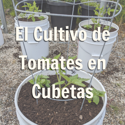 Promoción de blog sobre el cultivo de tomates en cubetas.