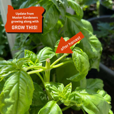 close up of basil plant with top leaves pinched for harvest