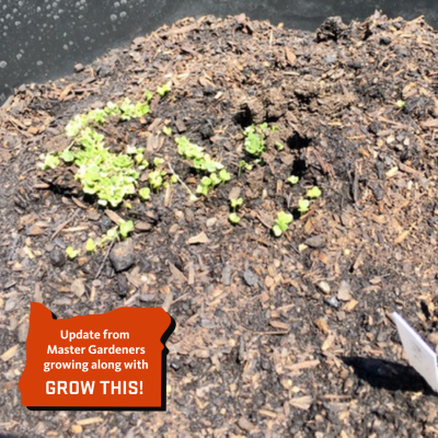 tiny new seedlings in garden soil
