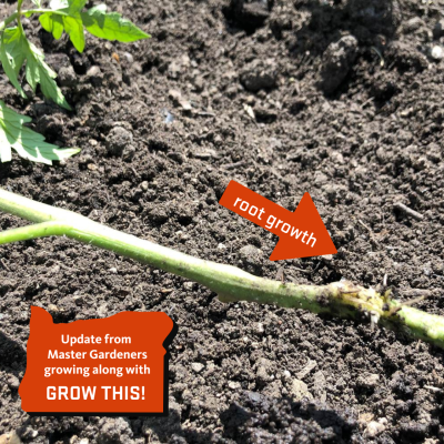 close up of tomato plant sprouting tiny roots