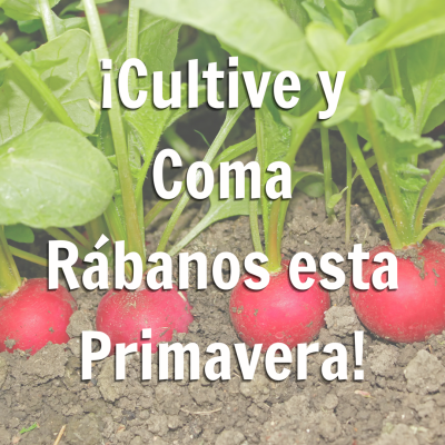 promoción de blog para crecer y comer rábanos en primavera con un fondo de rábanos creciendo en la tierra".