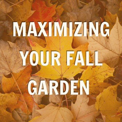 maximizing fall garden blog promo