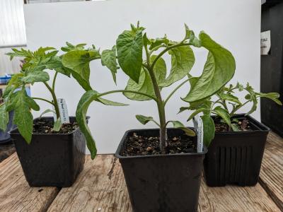 three tomato seedlings in pots on wood surface